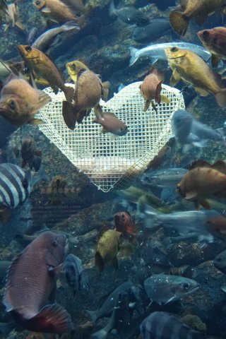 「愛と恋」テーマに展示　魚などの求愛行動紹介　うみがたり、バレンタイン企画