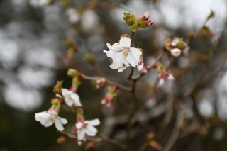 1面：白い花 春間近に　肌寒さの中早くも開花　春日山城跡のオクチョウジザクラ