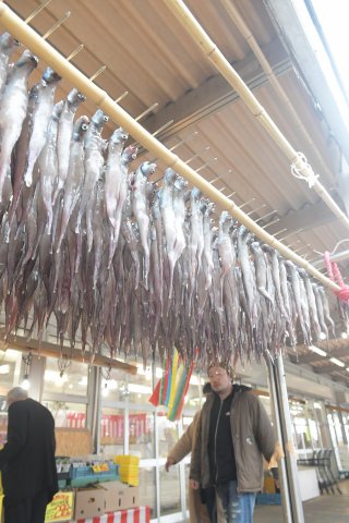 11面：ゲンギョのカーテン　上越市の鮮魚店で寒風干し