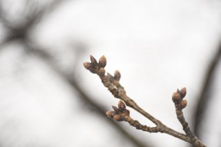 1面：２７日開花、満開４月２日　桜の開花予想発表　高田公園、平年比「かなり早い」見込み