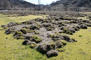 6面：野球場芝生に被害　イノシシが掘り起こし地面あらわ　上越市居多