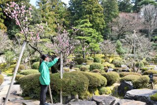 1面：翡翠園 今季オープン　糸魚川市蓮台寺２　庭園に春の訪れ