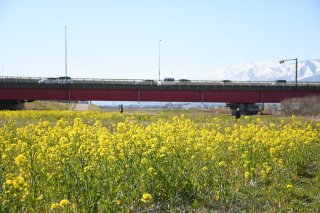 1面：黄色鮮やか春告げる　菜の花見頃に　上越市栄町１の関川河川敷