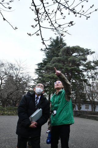 3面：エコ・グリーン／上越観光コンベンション協会　桜の開花調査始まる　高田公園は今月中か