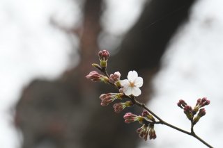1面：高田公園の桜　開花　平年より１２日早く　新型コロナ感染防止　節度ある花見を呼び掛け