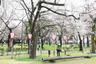 15面：淡雪染め観桜会開幕　上越市の高田公園　花眺めながら歩く姿