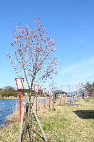 6面：坂田池湖畔で桜が開花　ぼんぼり１２０基　今週末から見頃に