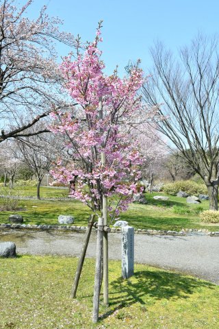 1面：糸魚川地域　春本番　各地で開花見頃迎える　陽光桜が満開に　フォッサマグナミュージアム噴水広場付近