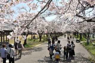 1面：桜、美しく満開　高田城址公園　昨年より５日早く