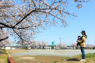 1面：糸魚川地域　春本番　各地で開花見頃迎える　グラウンドや校舎春色包む　　糸魚川中「１００本桜」