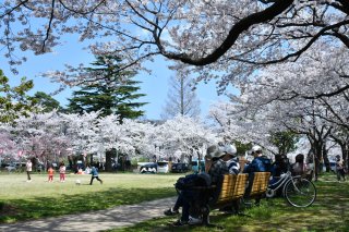10面：花見客思い思い楽しむ　高田城址公園観桜会、「例年より鮮やか」　満開最初の週末