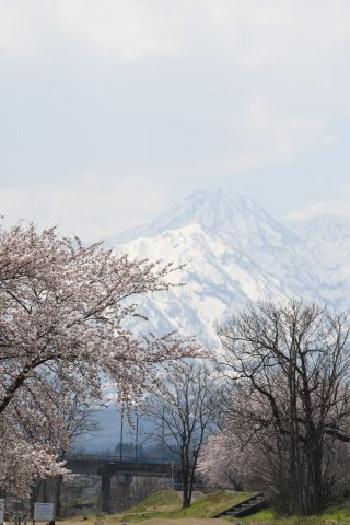 7面：桜と残雪鮮やか　雪形「はね馬」出現　妙高山