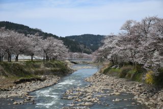 10面：春らんまん　紙上観桜会　リバーサイドロード　小黒川沿いに圧巻の風景　安塚区