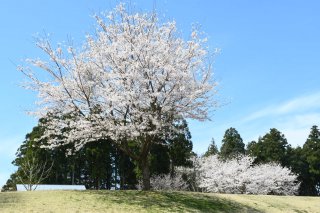 6面：ミツガシワ開花　桜が満開に　県立大潟水と森公園