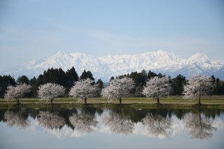 10面：春らんまん　紙上観桜会　上吉野池　湖面に映える桜と妙高山　上越市