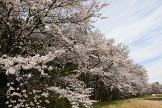 10面：春らんまん　紙上観桜会　三和西部工業団地　地元で有名な〝桜の名所〟　三和区