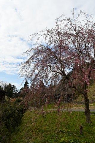 1面：各地で春らんまん　糸魚川地域 桜が満開　見頃迎える