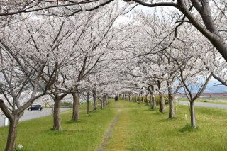 1面：各地で春らんまん　糸魚川地域 桜が満開　見頃迎える