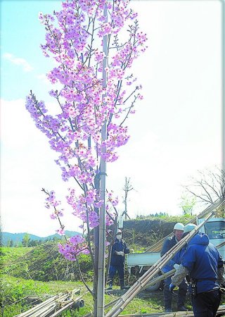 1面：板倉の山里に春　住民ら育てた桜満開