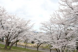 7面：桜満開楽しいひととき　妙高市の経塚山公園