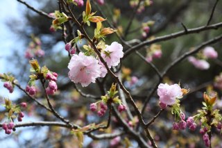 10面：上越市の五智公園　八重桜ほころぶ　例年より１週間以上早く