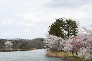 6面：池のほとりや山あいに　続く桜の風景　頸城区、吉川区