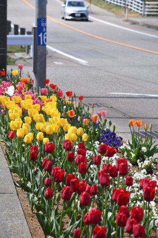6面:国道沿いや駅前に彩り 地域団体が花壇手入れ 大潟区