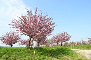 6面：連休中に咲きそろう　２００本以上の八重桜見事に　柿崎川ダム周辺広場