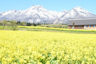 3面：一面に黄色いじゅうたん　妙高山背に菜の花畑が満開　妙高市大洞原
