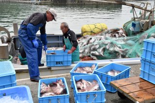 1面：コロナ禍に負けず大漁　糸魚川市筒石漁港　タイ漁最盛で活気