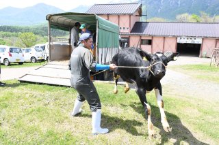 7面：広大な牧場ですくすくと　乳肉牛６１頭を放牧　妙高市笹ケ峰高原