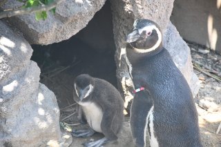 1面：マゼランペンギンひな１５羽 一日ごとすくすく成長　上越市立水族博物館「うみがたり」　もこもこ愛らしい姿人気