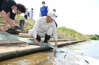 11面：水面に跳ねスイスイ　アユ稚魚１１０キロ放流　成長ほぼ平年通り　関川水系漁協