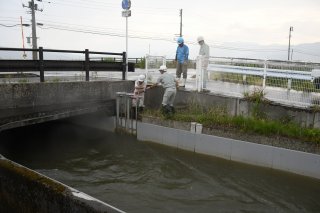 1面：「番水」本格的開始　８月末まで用水量確保へ　上江・中江幹線用水路　上下流に分けて　関川水系土地改良区