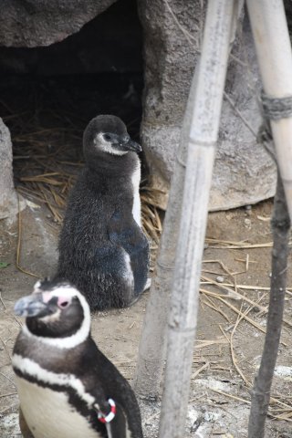 3面：マゼランペンギン、２期生ユニット名募集　上越市立水族博物館　目下ひな１４羽