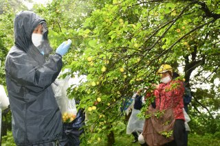 3面：雨の中でも収穫夢中　「越の梅」袋いっぱい　名立区でツアー