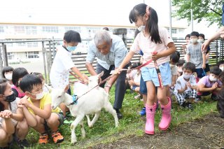 7面：ヤギ２頭〝入学〟　新井北小１年生が歌や絵で歓迎