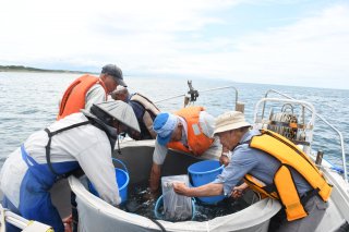 6面：ヒラメ稚魚柿崎の海へ　上越市漁協柿崎支所が９４５０匹を放流