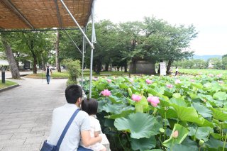 1面：改称「観蓮会」始まる　今年もかれんな花　イベント一部中止　高田城址公園
