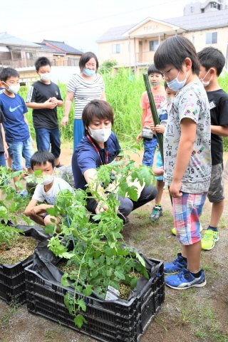 3面：コンテナで野菜栽培　糸魚川小３年生　駅北広場キターレが支援