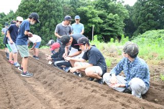 6面：成長願いヨコヤマニンジンの種まき　稲の生育観察も　柿崎小６年生