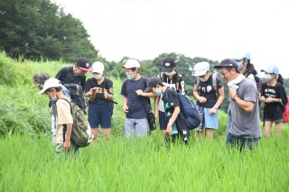 6面：成長願いヨコヤマニンジンの種まき　稲の生育観察も　柿崎小６年生