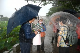 3面：高田城址公園で「はすウォッチング」　雨の中ハスめでる　珍しい双頭蓮のつぼみも