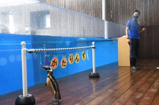 1面：２期生は「かたりんず」　今年誕生のマゼランペンギン　上越市立水族博物館「うみがたり」