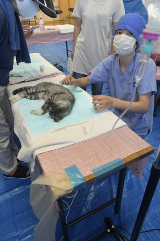 15面：「住民トラブル防止」「殺処分の減少」野良猫に不妊・去勢手術　動物愛護団体「しっぽのなかま」