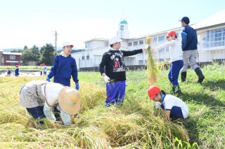 11面：宮嶋小伝統行事　統合控え最後の稲刈り　児童が感謝込め　板倉区