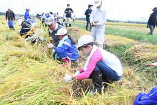 10面：実った稲を手刈り　有田小５年生 ２組に分かれ作業　上越市