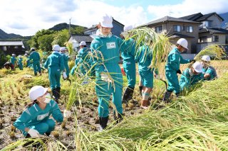 1面：実り豊か収穫喜ぶ　田沢小５年生　学校田で稲刈り作業