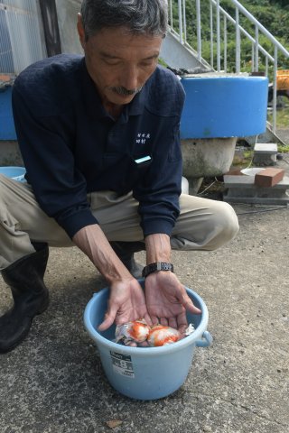1面：板倉区の田村昌司さん　金魚「上海だるま」耕作放棄地で養殖　１０、１１日に即売会