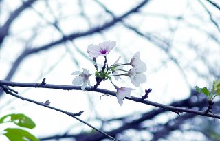 8面：ソメイヨシノ季節外れ開花　原因は葉の食害　上越市東稲塚新田